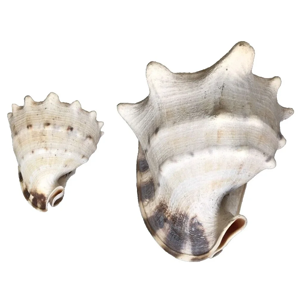 Conch Shells 6.5